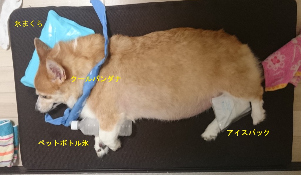 DSC_4098 - コピー